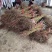 赣州黄桃苗基地现挖现发可视频和实地看货品种保证