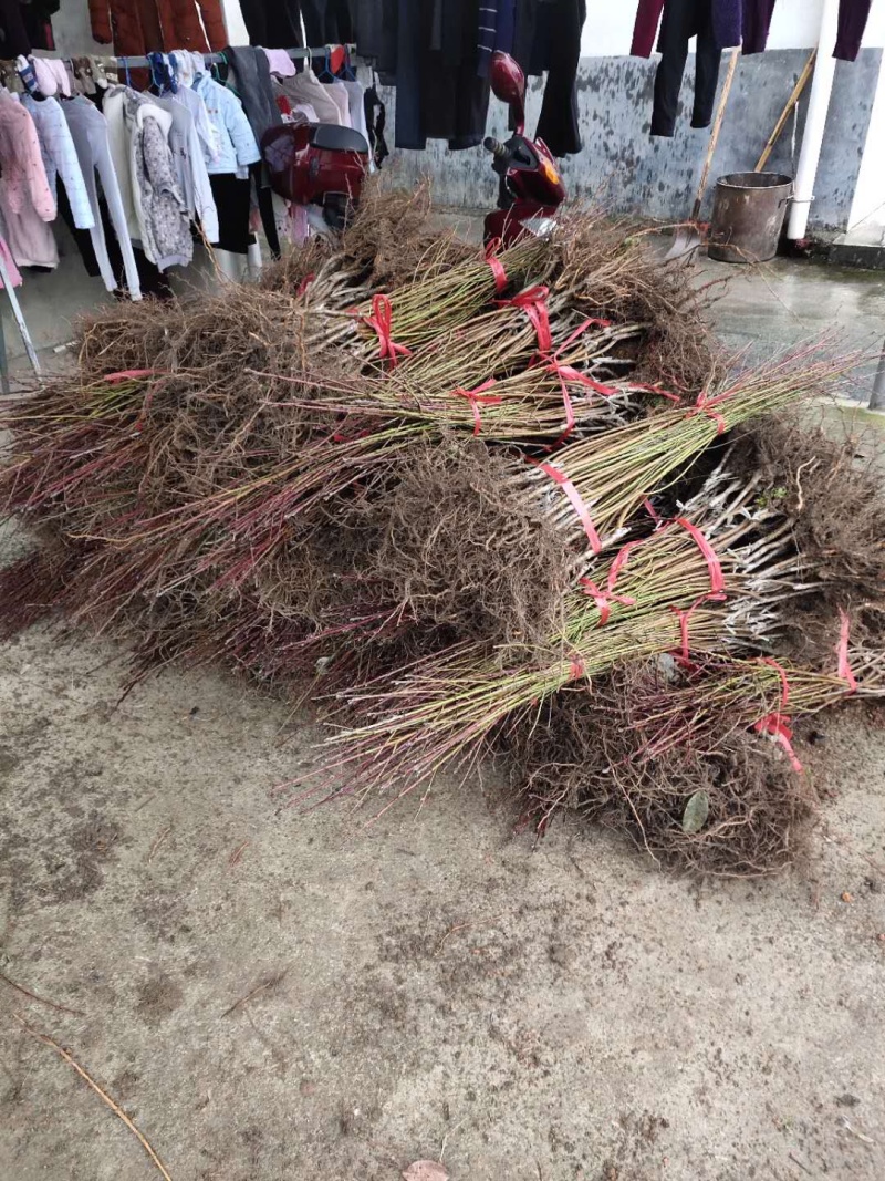赣州黄桃苗基地现挖现发可视频和实地看货品种保证