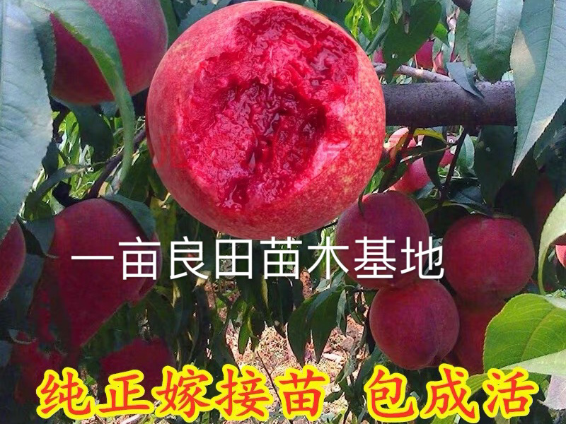 桃树苗血桃嫁接苗品种对了才能结好果基地直发包邮
