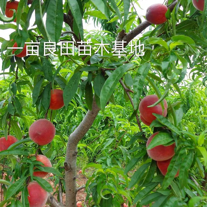 桃树苗血桃嫁接苗品种对了才能结好果基地直发包邮