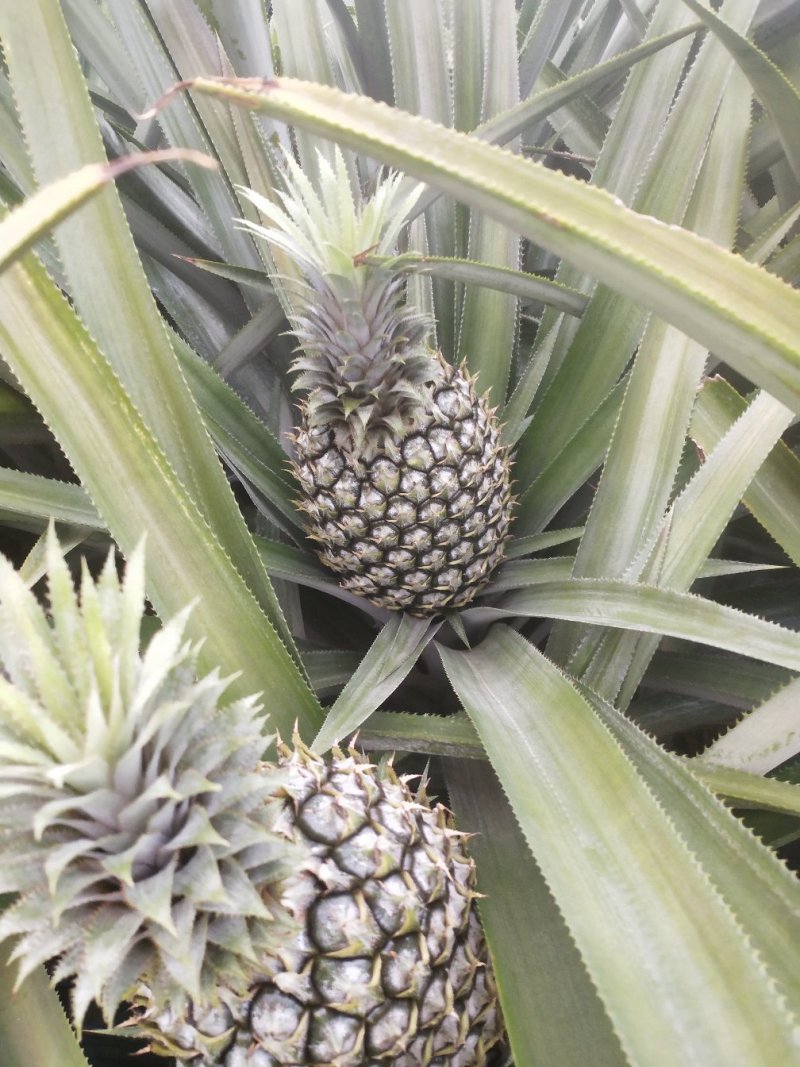徐闻菠萝巴里品种青黄果菠萝水果——中国大陆菠萝之乡