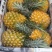 徐闻菠萝巴里品种青黄果菠萝水果——中国大陆菠萝之乡