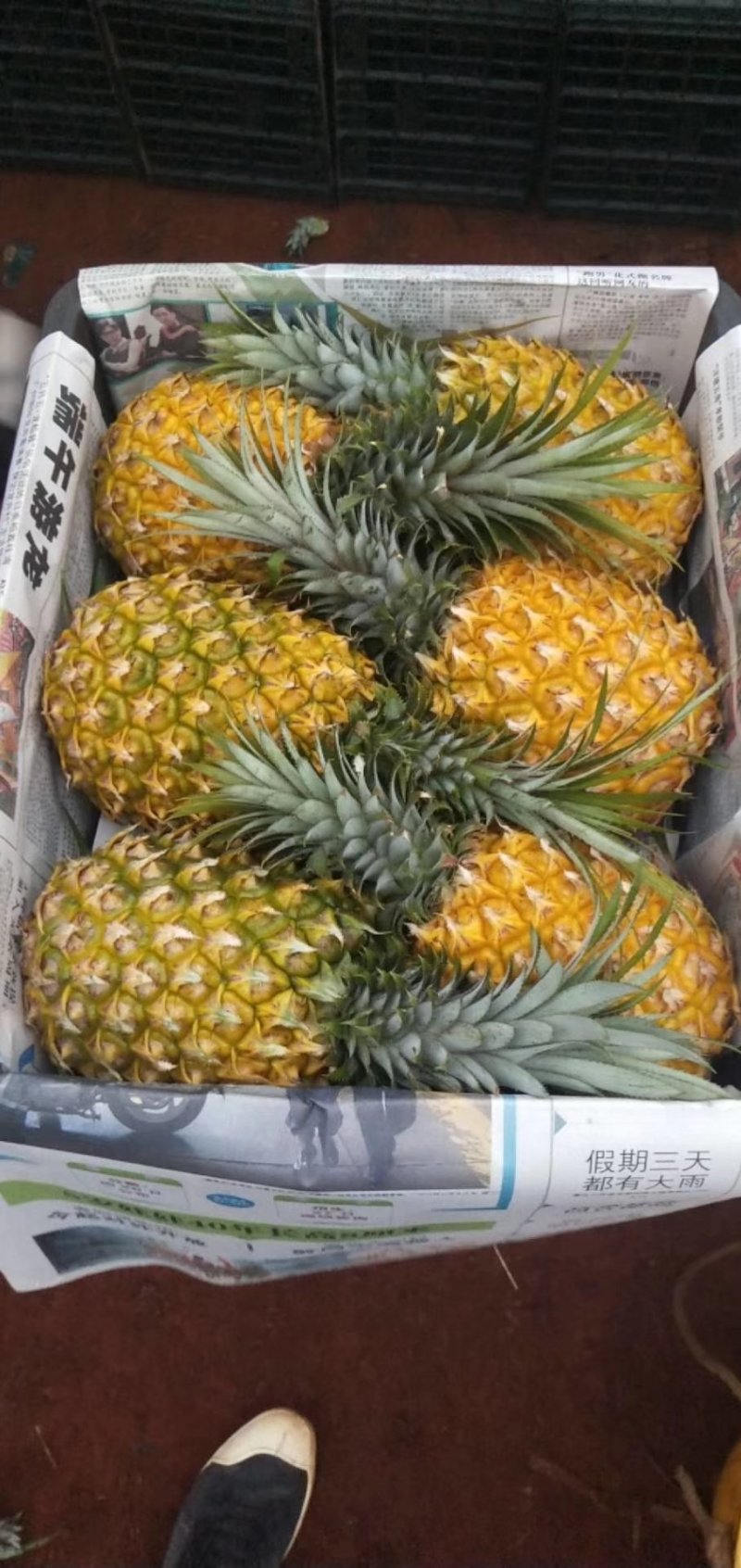徐闻菠萝巴里品种青黄果菠萝水果——中国大陆菠萝之乡