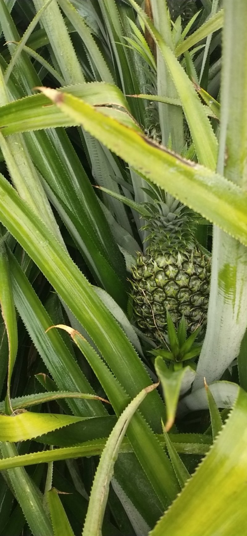 徐闻菠萝巴里品种青黄果菠萝水果——中国大陆菠萝之乡