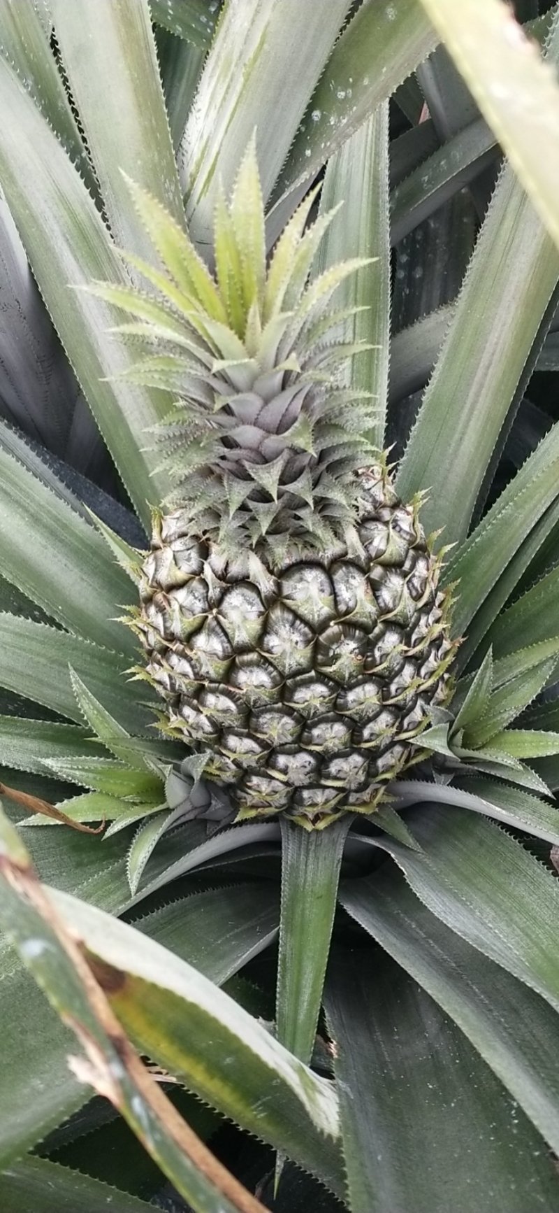 徐闻菠萝巴里品种青黄果菠萝水果——中国大陆菠萝之乡