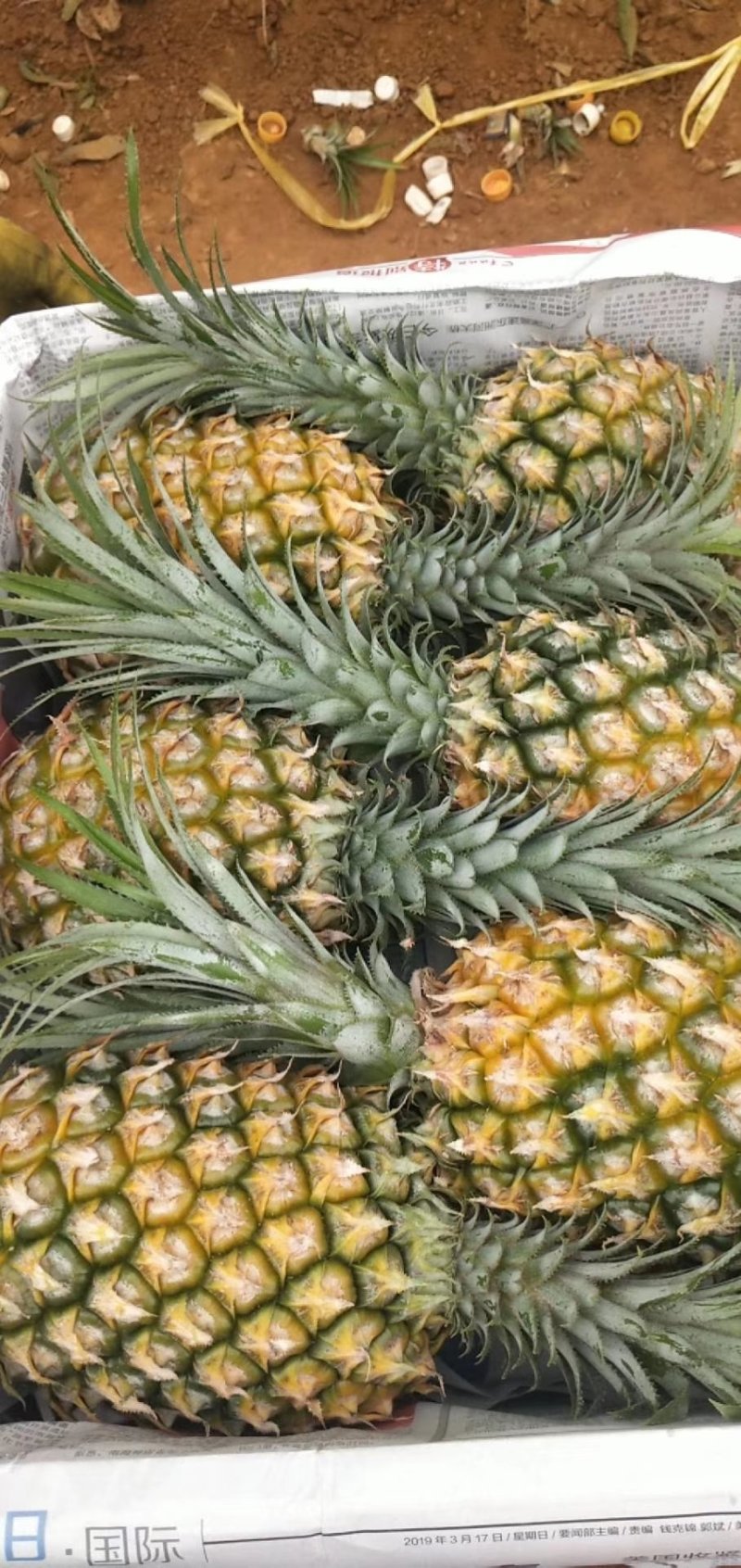 徐闻菠萝巴里品种青黄果菠萝水果——中国大陆菠萝之乡