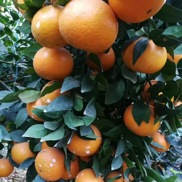 沃柑