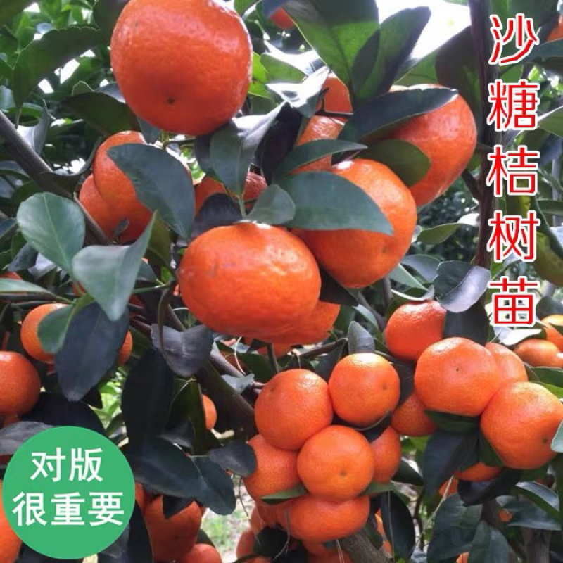 砂糖橘树苗正宗嫁接砂糖橘苗假一赔百全国包邮