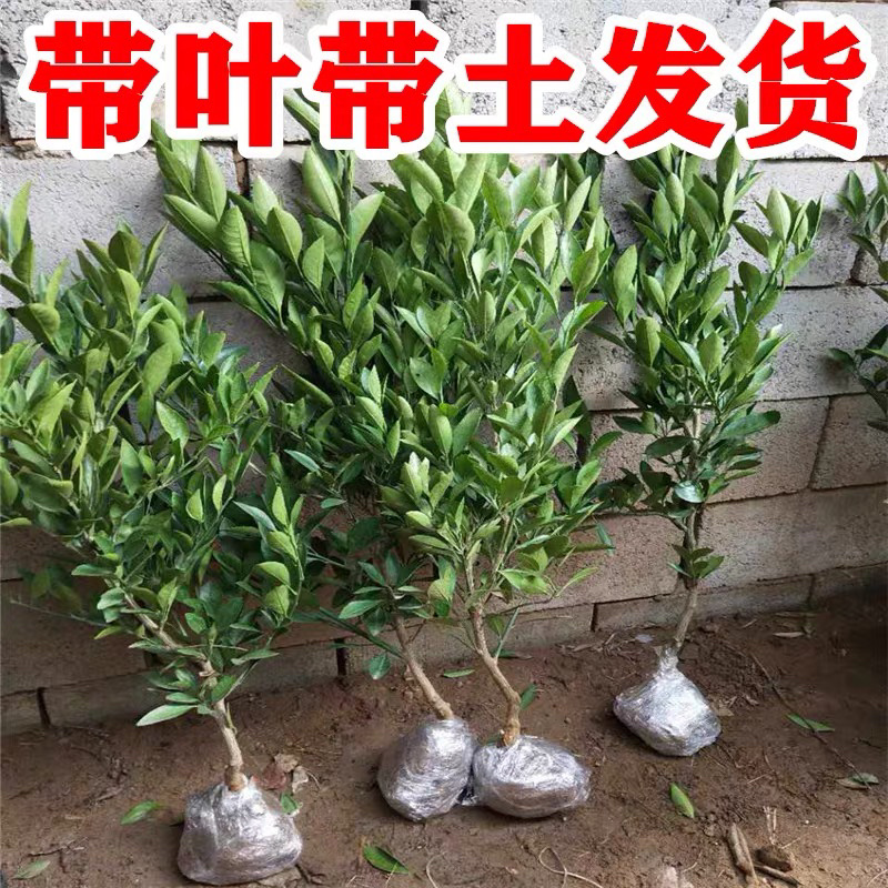 砂糖橘树苗正宗嫁接砂糖橘苗假一赔百全国包邮