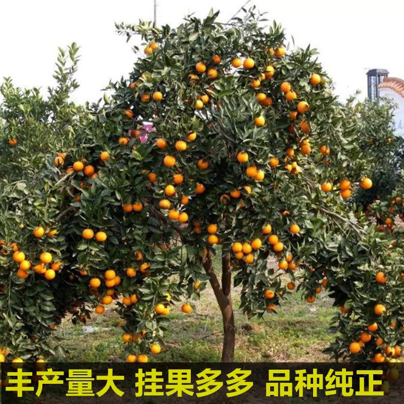 砂糖橘树苗正宗嫁接砂糖橘苗假一赔百全国包邮