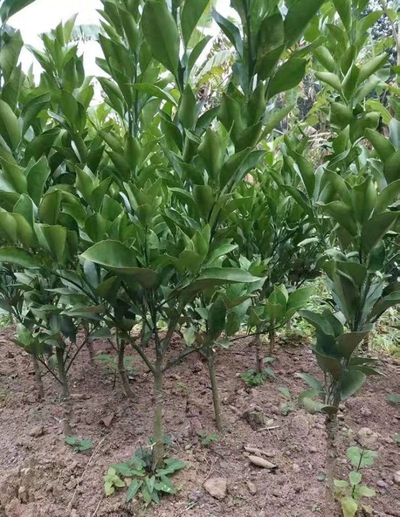砂糖橘树苗正宗嫁接砂糖橘苗假一赔百全国包邮