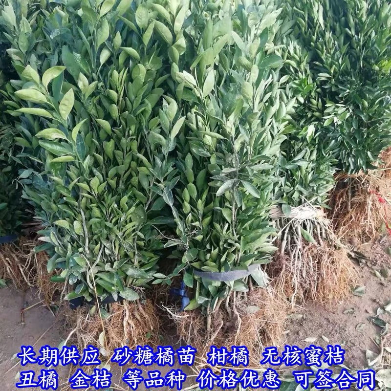 砂糖橘树苗正宗嫁接砂糖橘苗假一赔百全国包邮