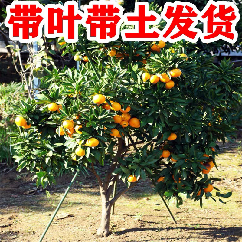 砂糖橘树苗正宗嫁接砂糖橘苗假一赔百全国包邮
