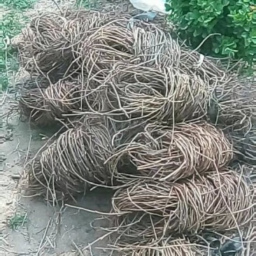 爬山虎