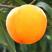 新品种芒果口味黄桃苗奉贤锦绣黄桃树苗南方北方种植