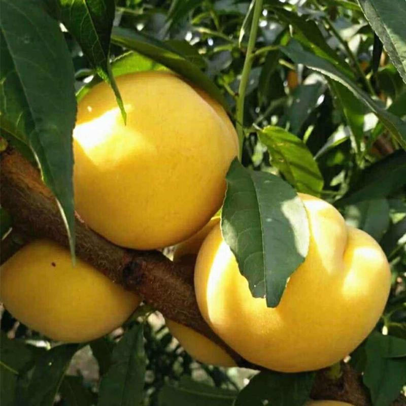 新品种芒果口味黄桃苗奉贤锦绣黄桃树苗南方北方种植