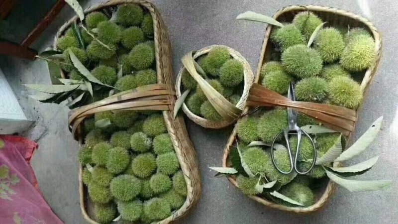 精品栗子栗仁常年供货，商超，批发市场、电商供货，厂家发货
