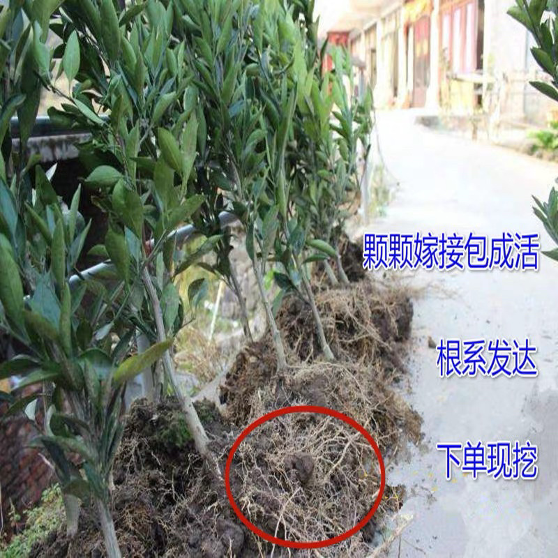 嫁接蜜橘树苗品种纯正丰产树苗全国包邮