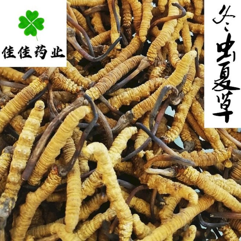 虫草冬虫夏草野生那曲高海拔1克4根正品
