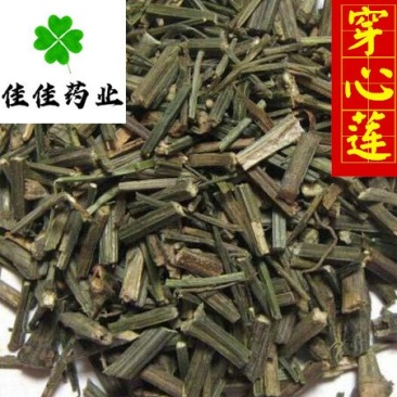 穿心莲穿心草颜色好新货过筛供应各种中药材