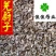 茺蔚子茺蔚籽益母草籽好统货供应各种中药材正品
