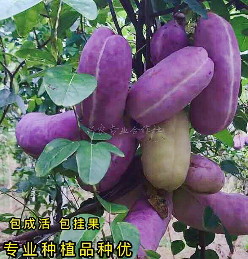 🔥热销【八月瓜苗】新品种改良巨果皮薄肉厚包活包技术