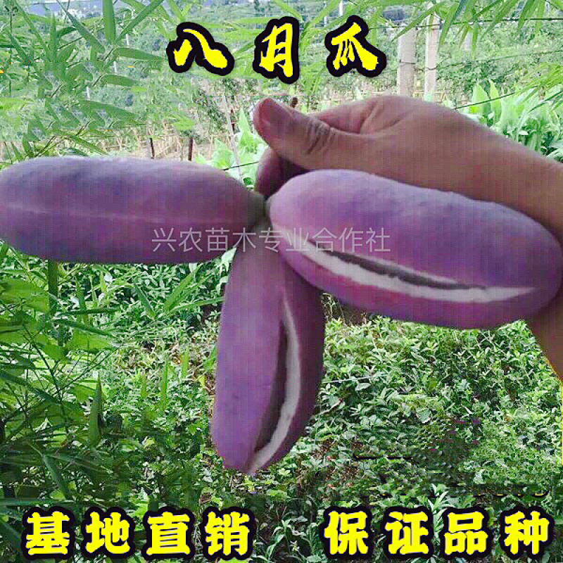 🔥热销【八月瓜苗】新品种改良巨果皮薄肉厚包活包技术