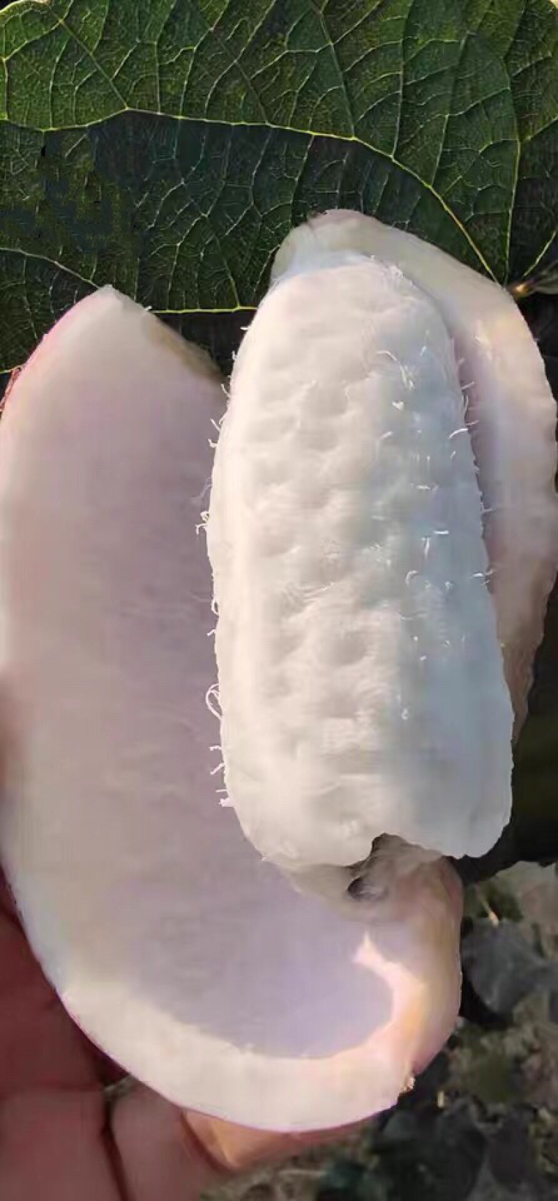 🔥热销【八月瓜苗】新品种改良巨果皮薄肉厚包活包技术