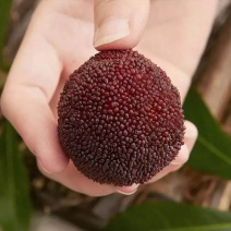 杨梅苗，嫁接苗，东魁杨梅鸡蛋那么大的果