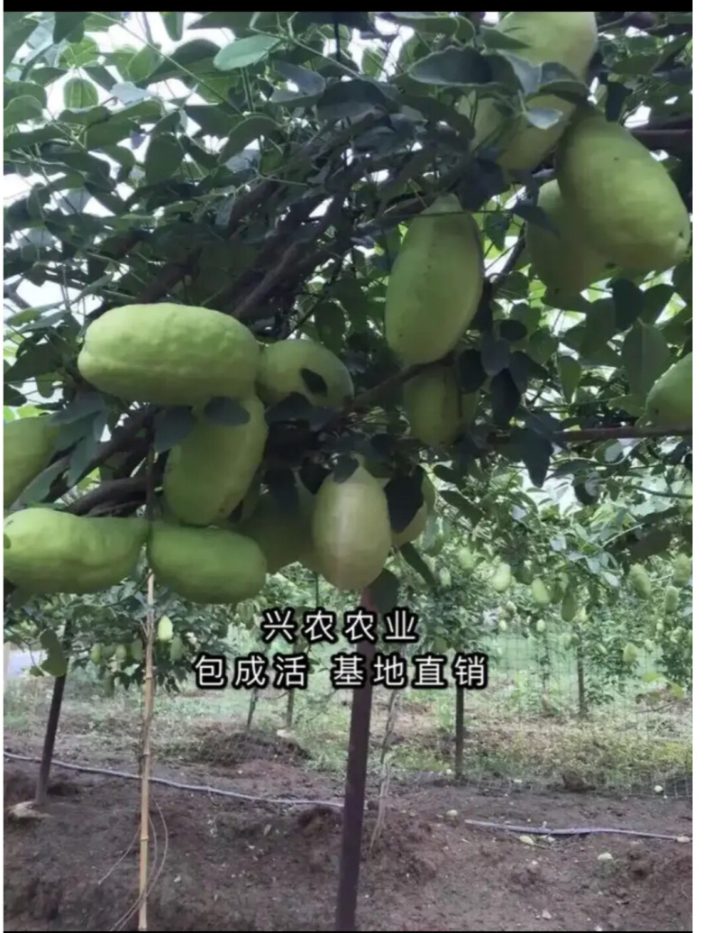 🔥热销【八月瓜苗】新品种改良巨果皮薄肉厚包活包技术