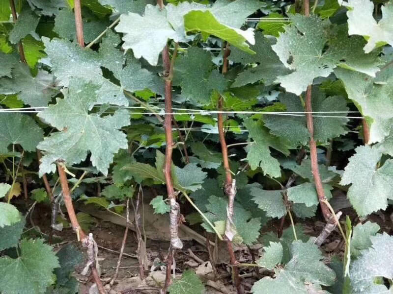【精品】甜蜜蓝宝石葡萄苗，南北方种植葡萄树苗一手货源