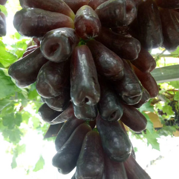 【精品】甜蜜蓝宝石葡萄苗,南北方种植葡萄树苗一手货源