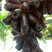 【精品】甜蜜蓝宝石葡萄苗,南北方种植葡萄树苗一手货源