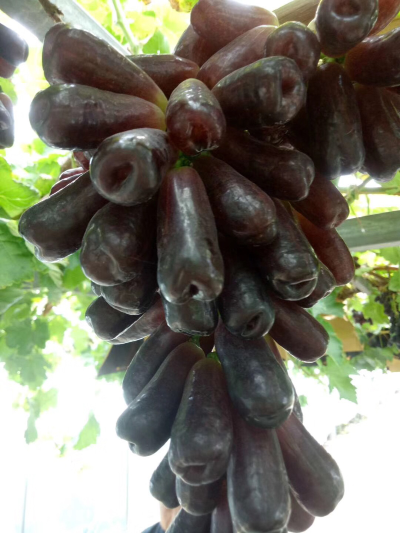 【精品】甜蜜蓝宝石葡萄苗，南北方种植葡萄树苗一手货源