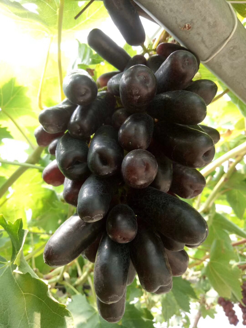 【精品】甜蜜蓝宝石葡萄苗，南北方种植葡萄树苗一手货源