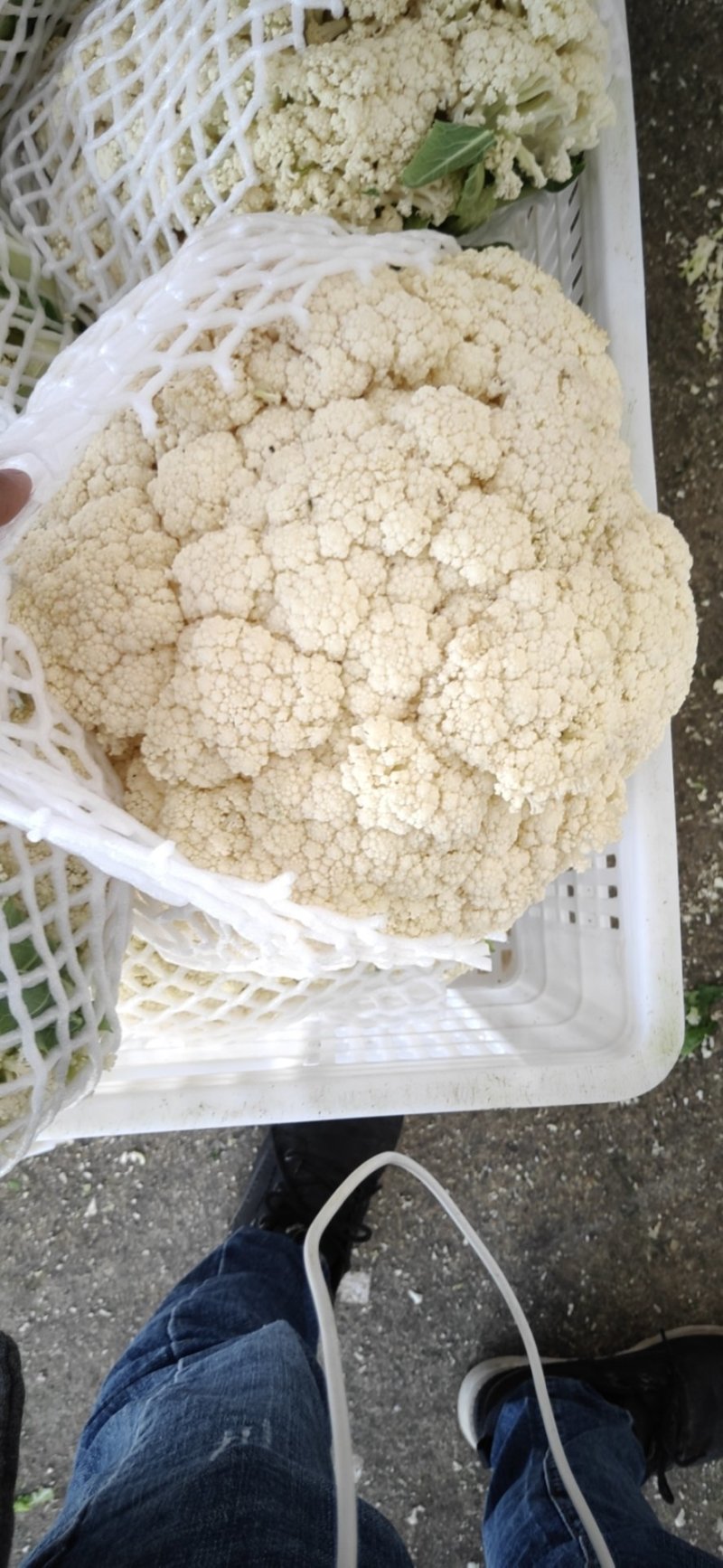 松花菜，白面青梗散花，菜花