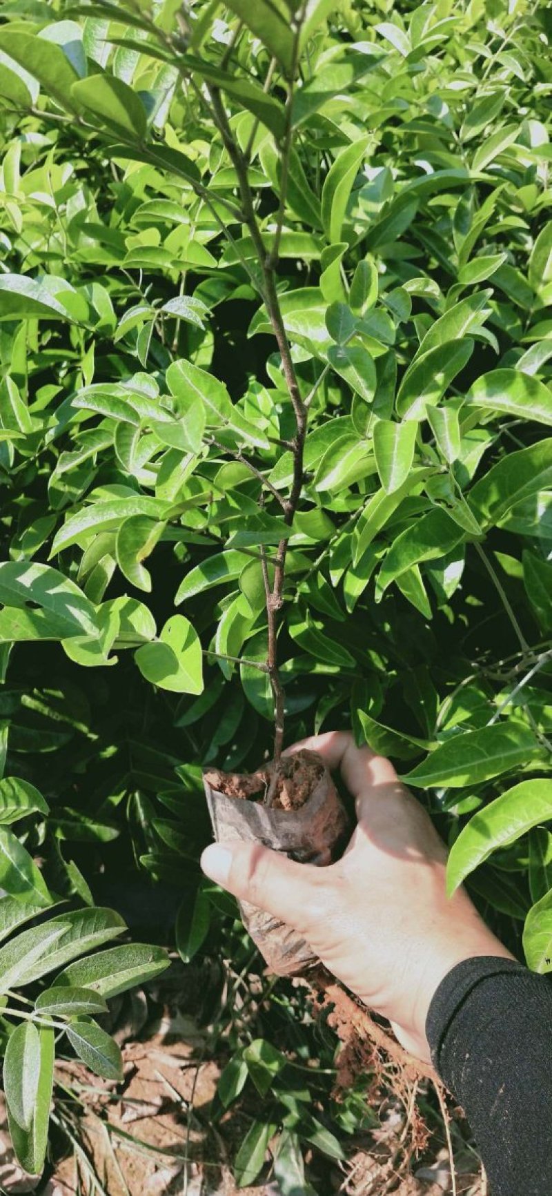 牛大力种苗高产牛大力包结薯不结薯退钱