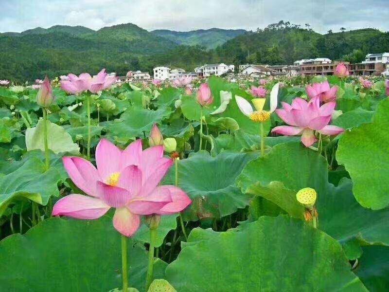 莲藕种苗，包成活，基地直供