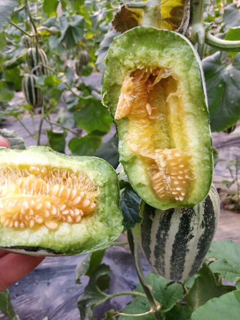 精品博甜瓜博洋9号大量上市中规格齐全脆甜多汁量大从优