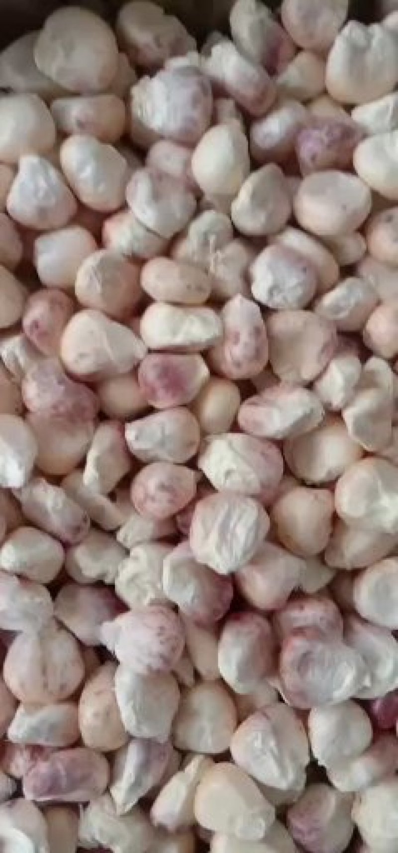 糯玉米种子，质量保证，绝无欺骗。13869871537