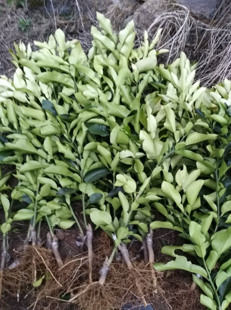 沃柑苗