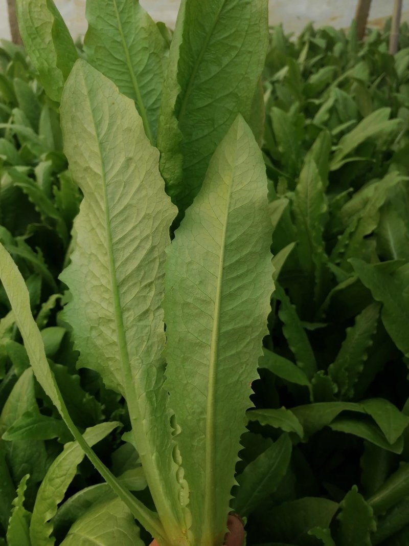 精品油麦菜大量供应中