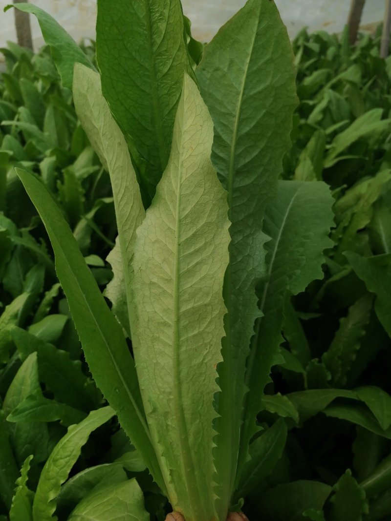 精品油麦菜大量供应中