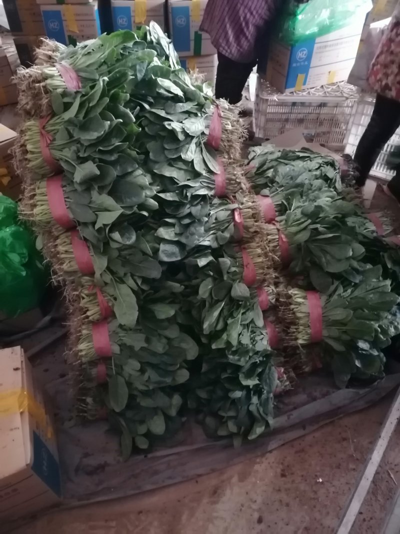 蔬菜精品菠菜新鲜蔬菜