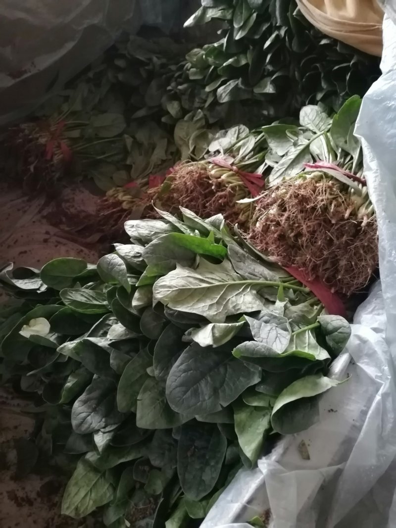 蔬菜精品菠菜新鲜蔬菜