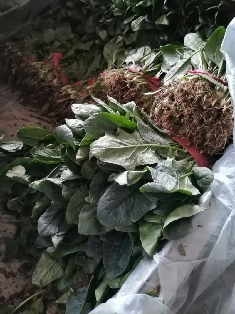 蔬菜精品菠菜新鲜蔬菜