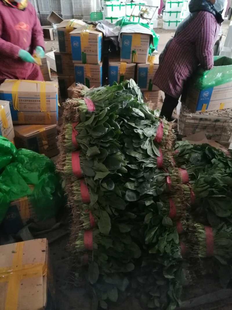 蔬菜精品菠菜新鲜蔬菜