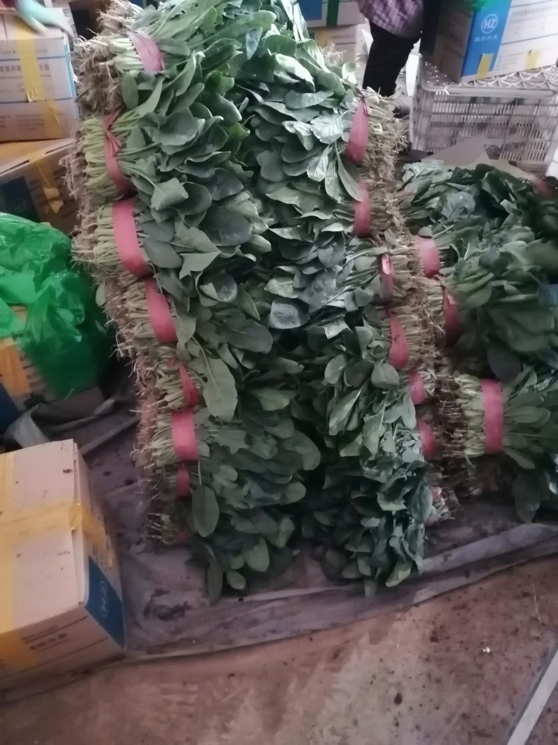 蔬菜精品菠菜新鲜蔬菜
