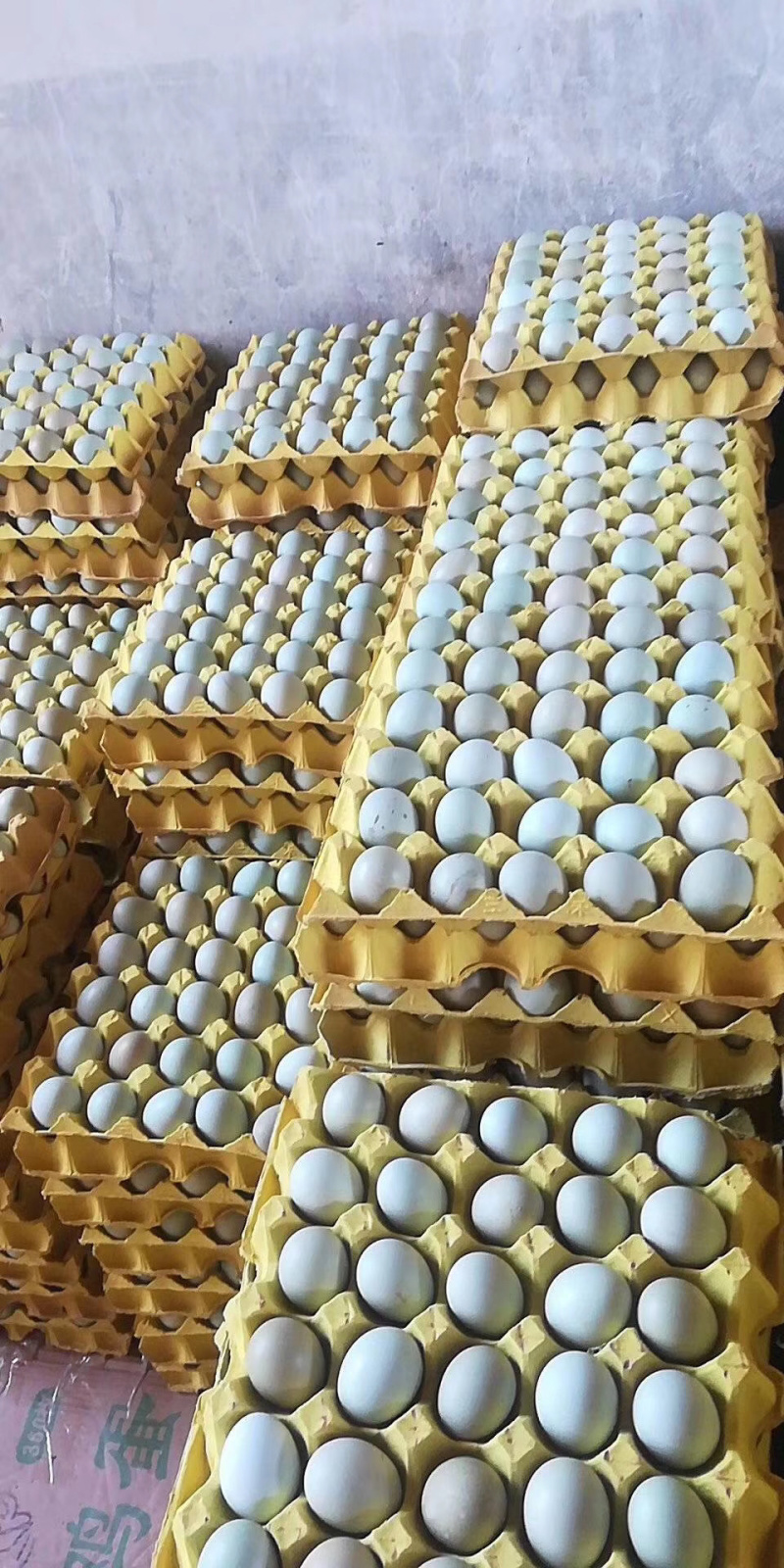 正宗桑树园土鸡蛋绿壳蛋批发保证新鲜欢迎光临