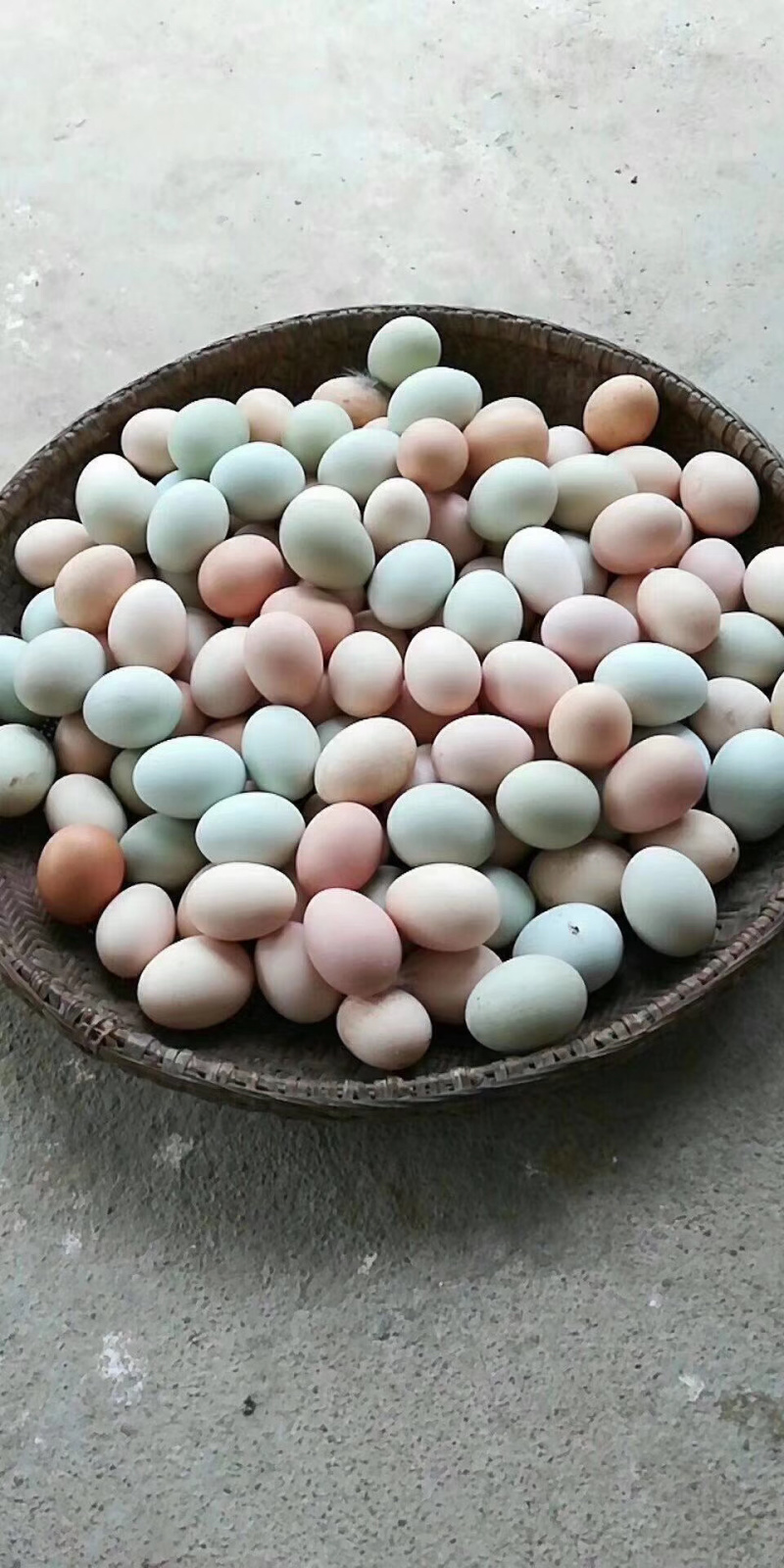 正宗桑树园土鸡蛋绿壳蛋批发保证新鲜欢迎光临